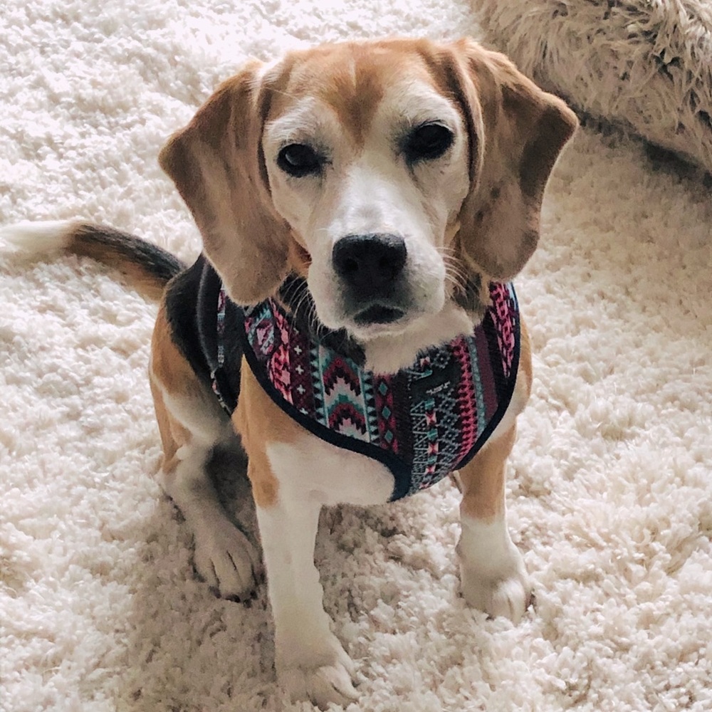 Aztec Dog Harness